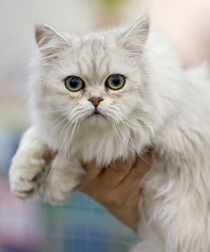 Asian Semi Longhair