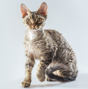 Cornish Rex