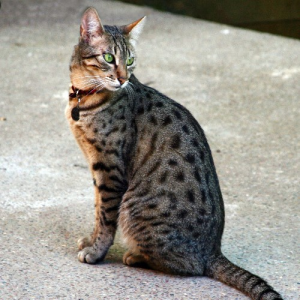 Egyptian Mau