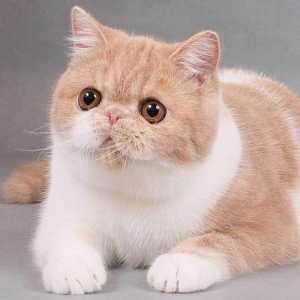 Exotic Shorthair