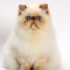 Himalayan Cat