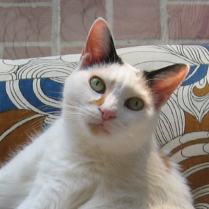 Japanese Bobtail