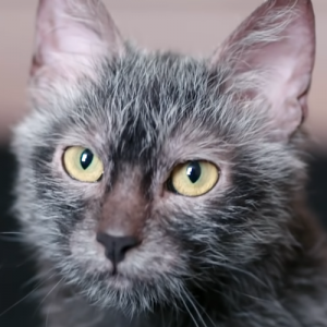 Lykoi Cat