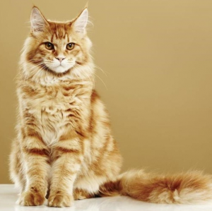 Best cat breed