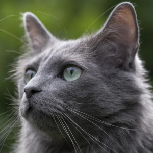 Nebelung