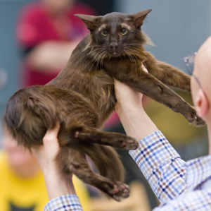 Oriental Longhair