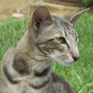 Oriental Shorthair