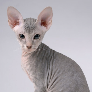 Peterbald