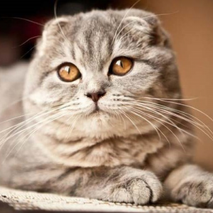 Scottish Fold