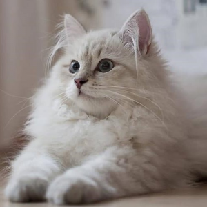 Best cat breed