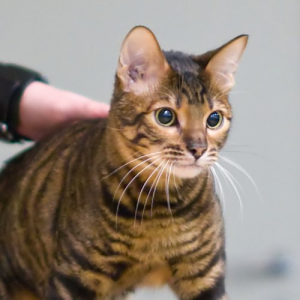 Toyger