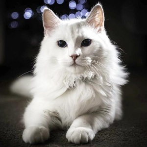 Turkish Angora