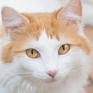 Turkish Van