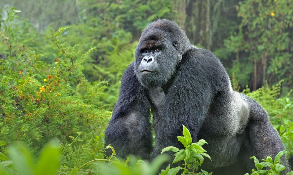 Silverback Gorilla