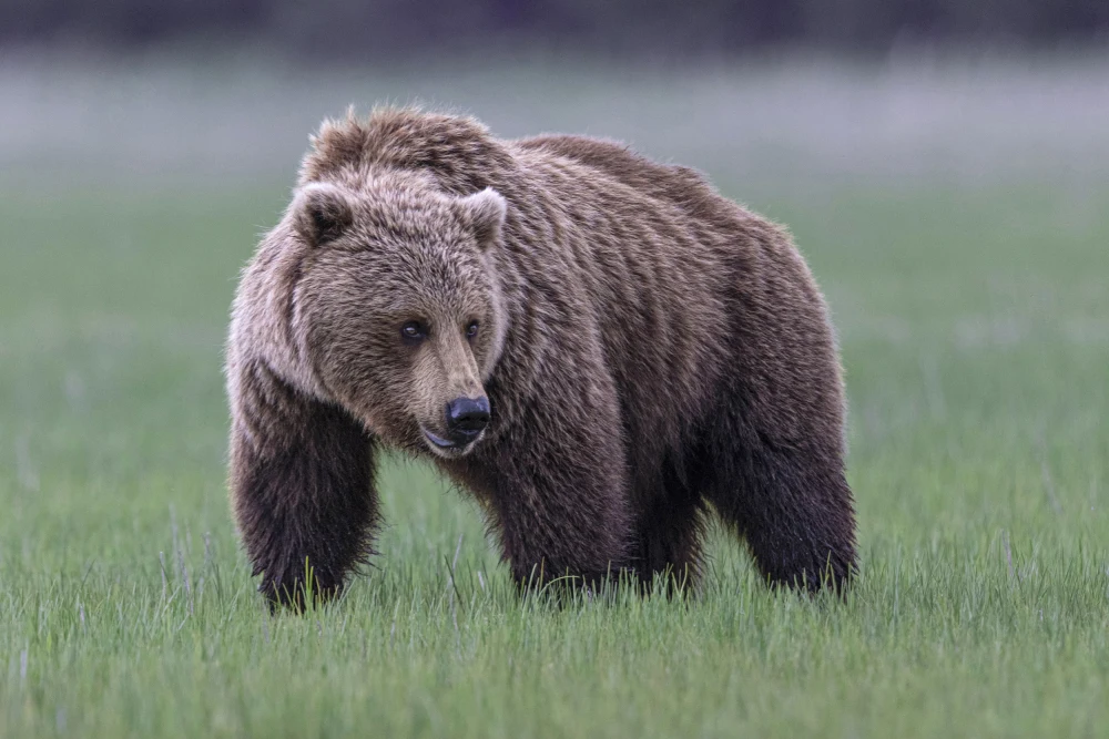 Grizzly Bear