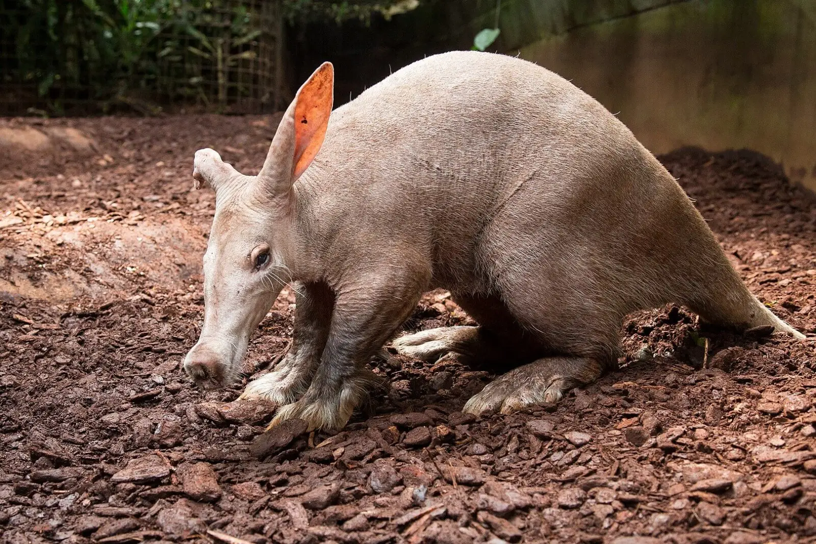 Aardvark