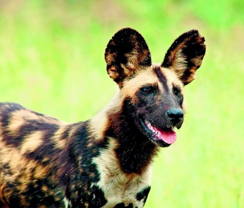 African Wild Dog