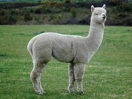 Alpaca