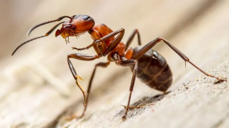 Ant