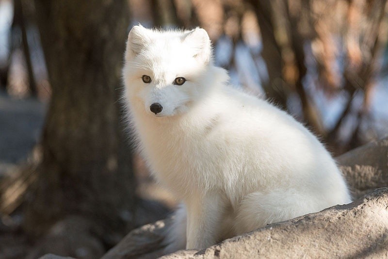 Arctic Fox