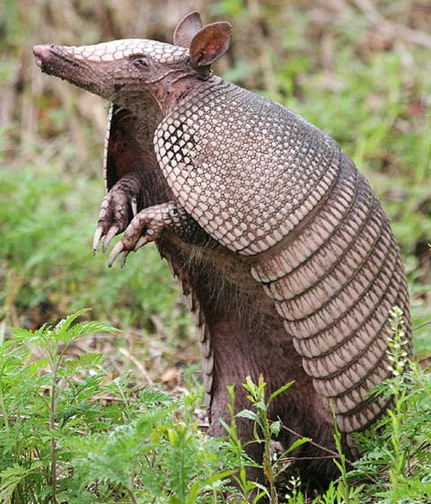 Armadillo