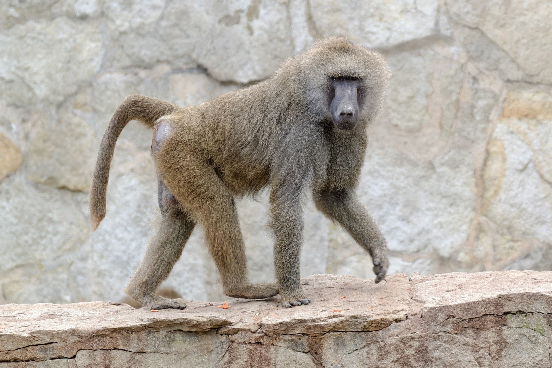 Baboon