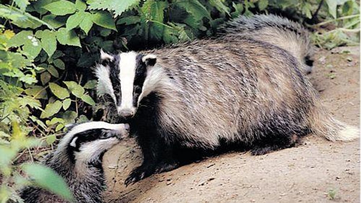 Badger