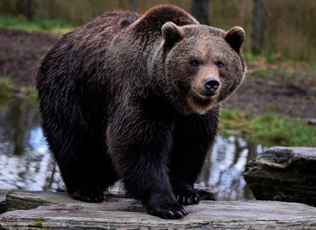 Brown Bear