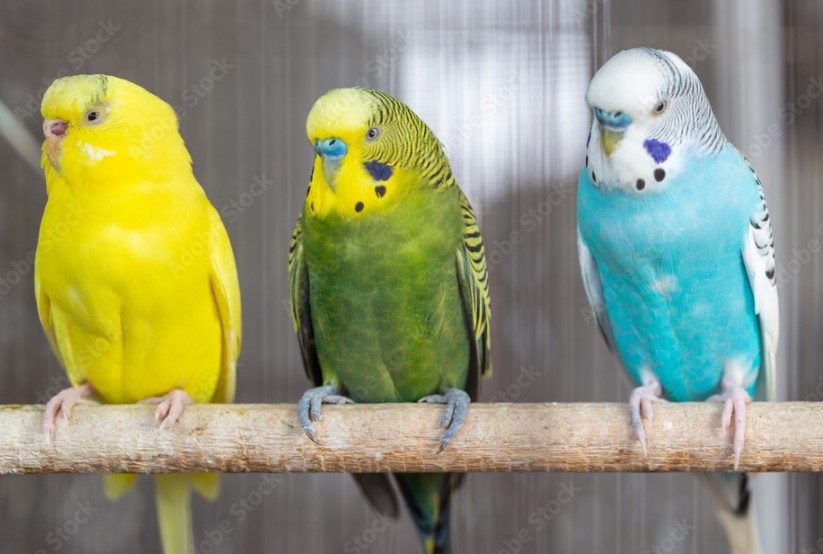 Budgerigar