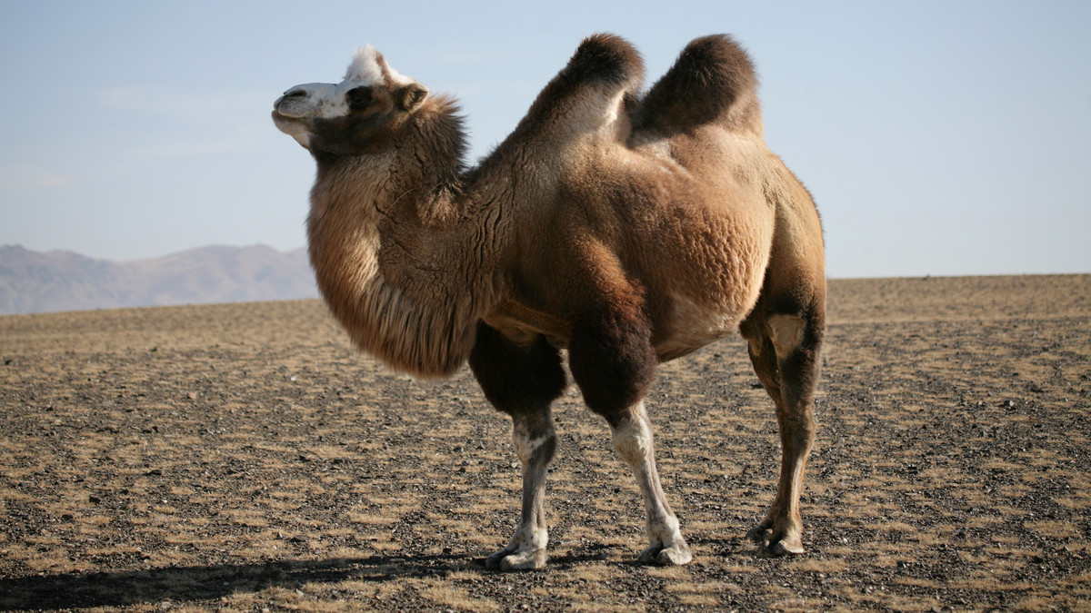 Camel