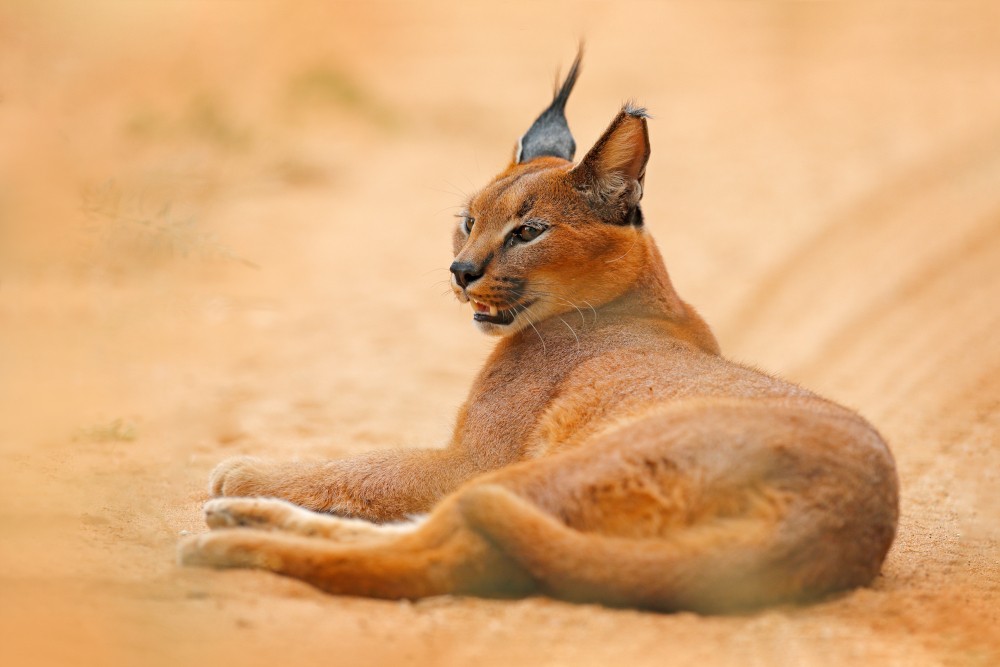 Caracal