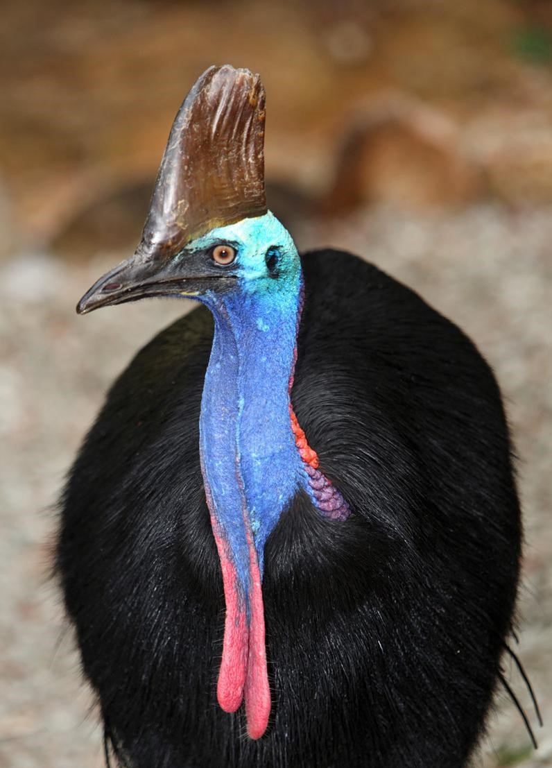 Cassowary