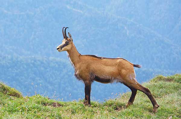 Chamois