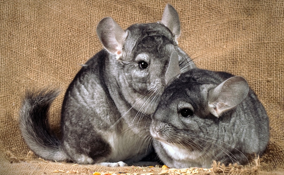 Chinchilla