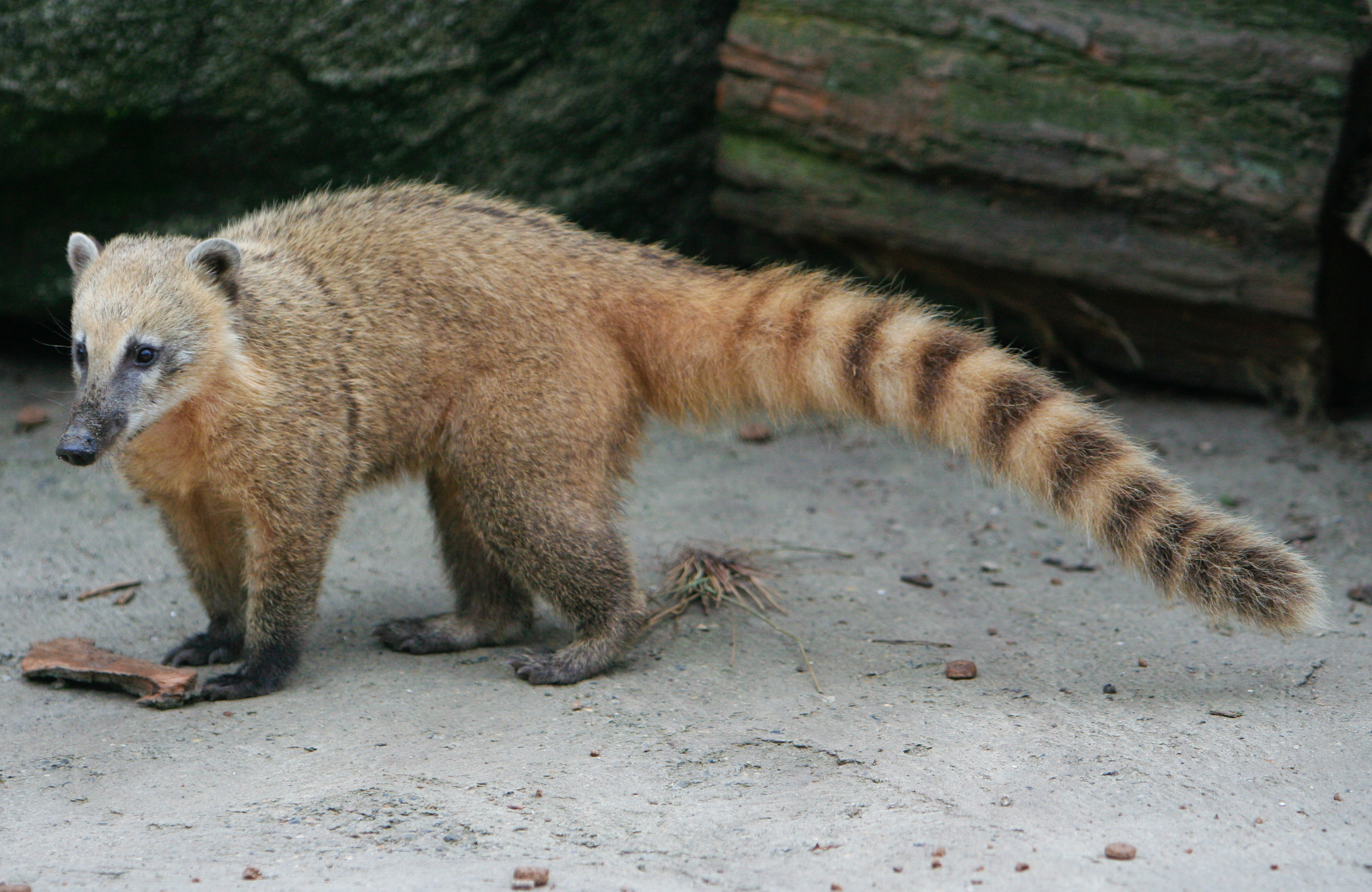 Coati