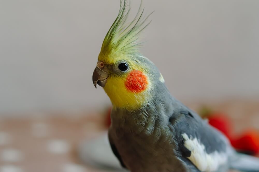 Cockatiel