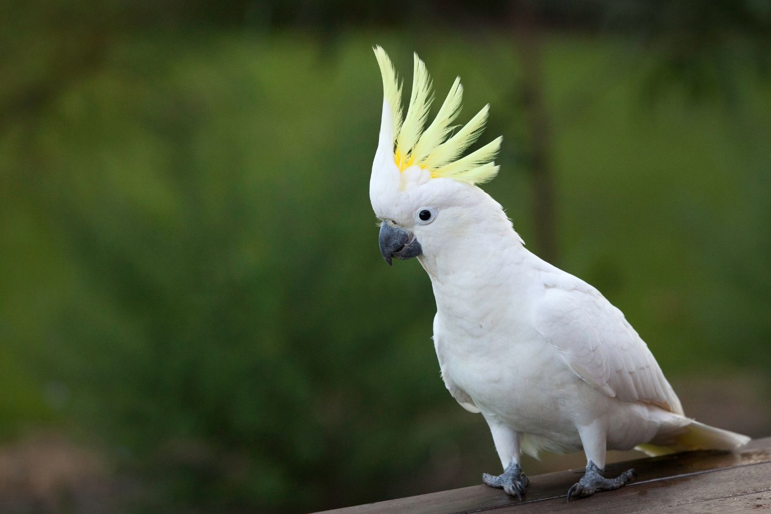 Cockatoo