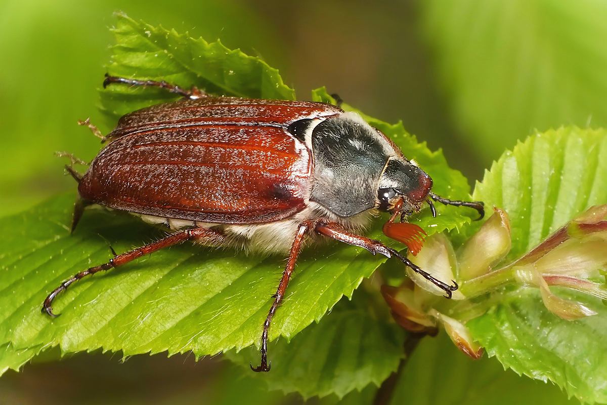 Cockchafer