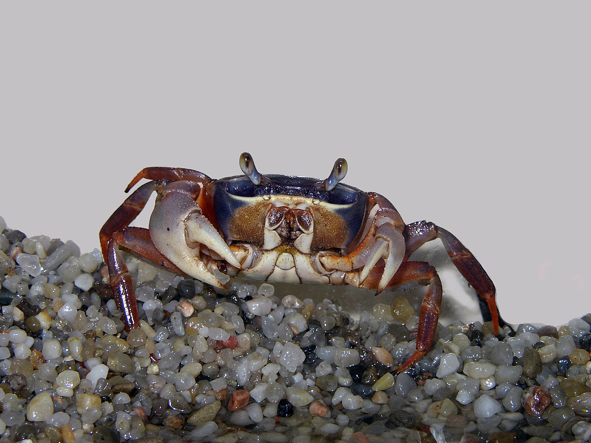 Crab