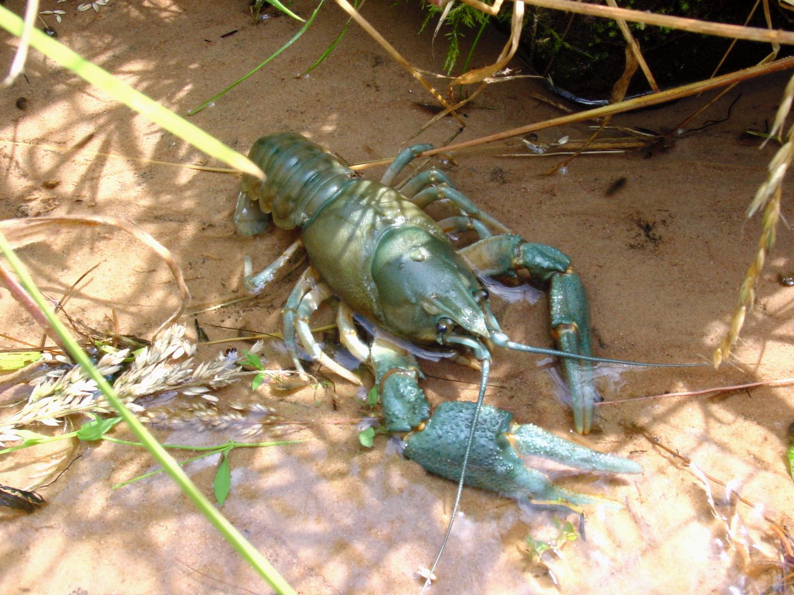 Crayfish