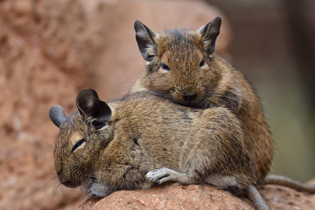 Degu