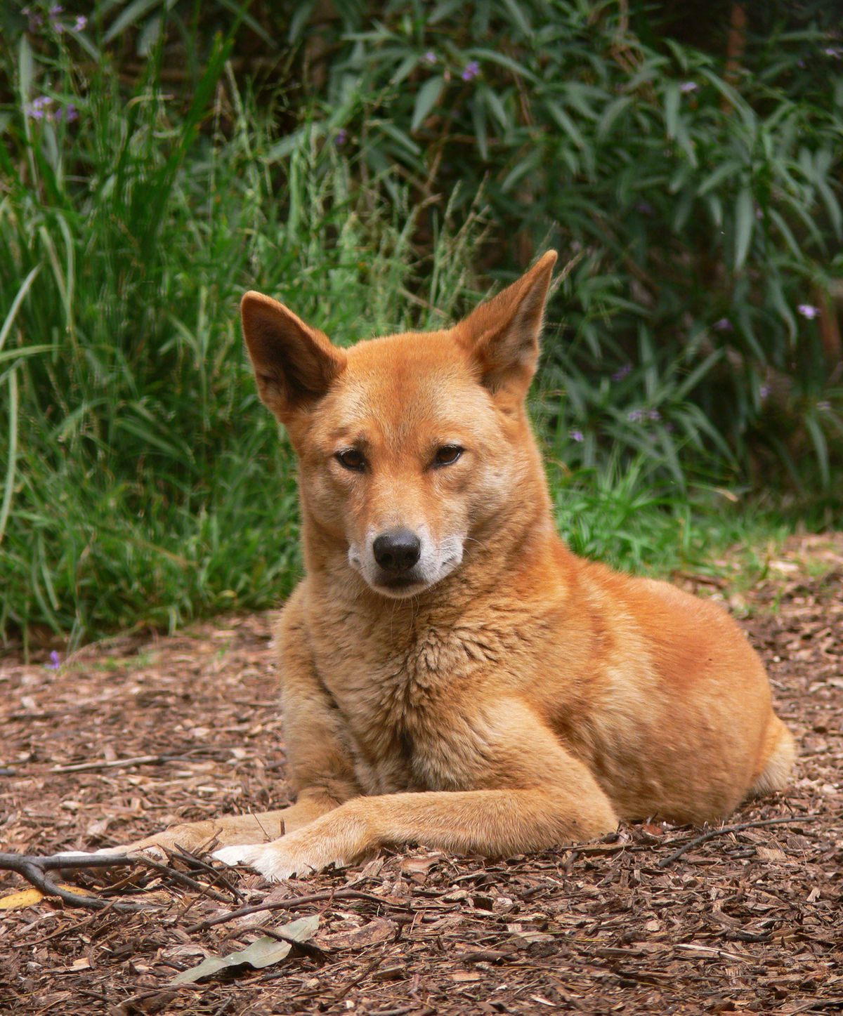 Dingo