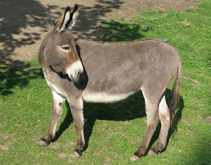 Donkey