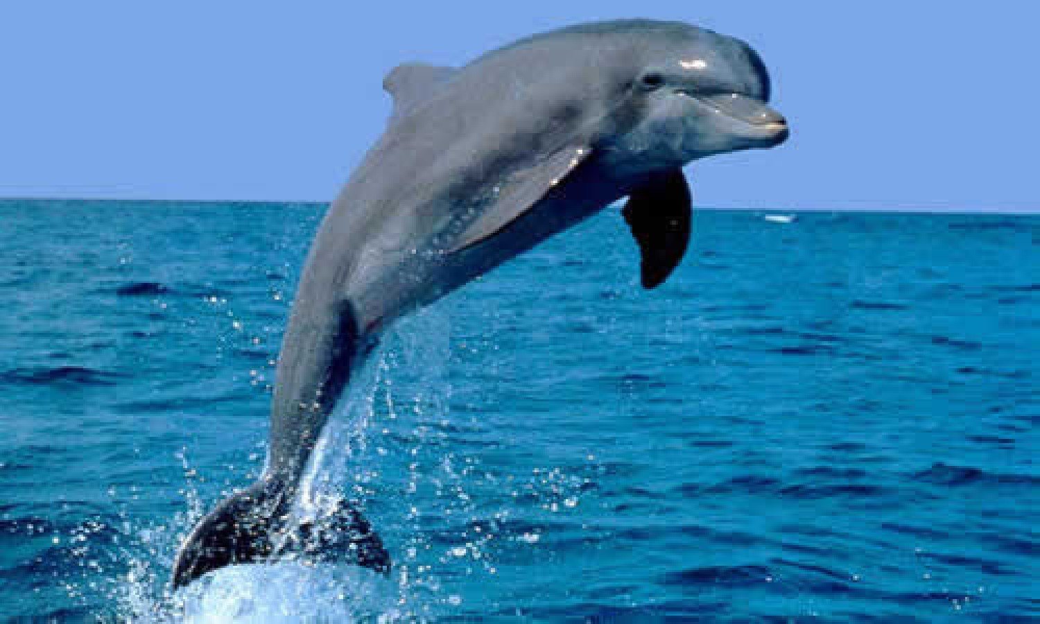 Dolphin