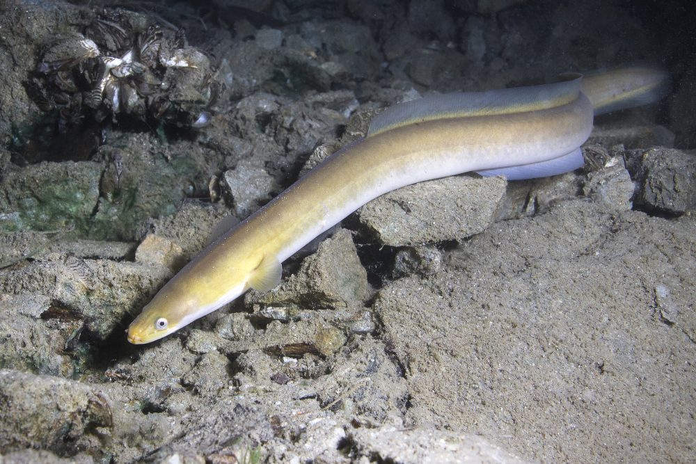 Eel