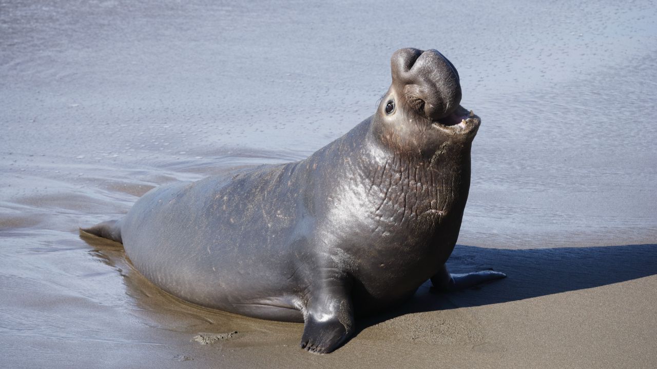 Elephant Seal