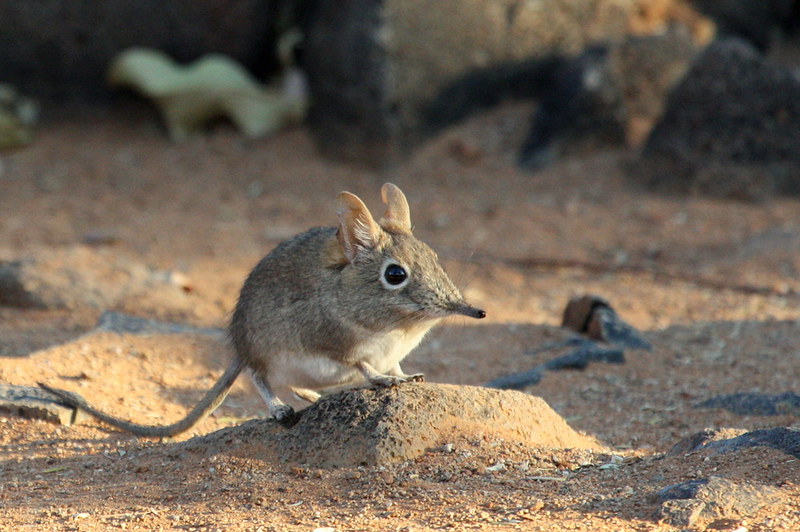 Elephant Shrew