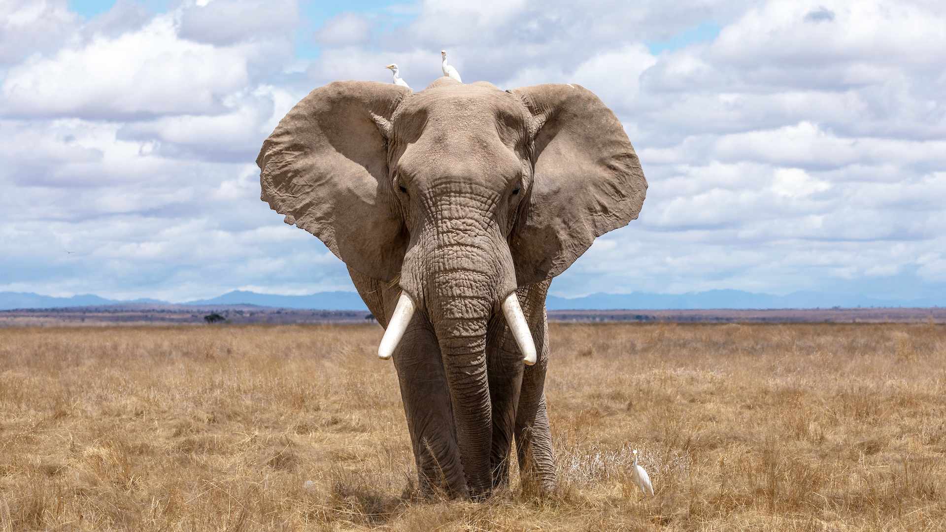 Elephant