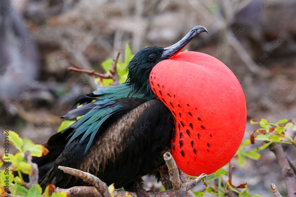 Frigatebird