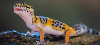 Gecko